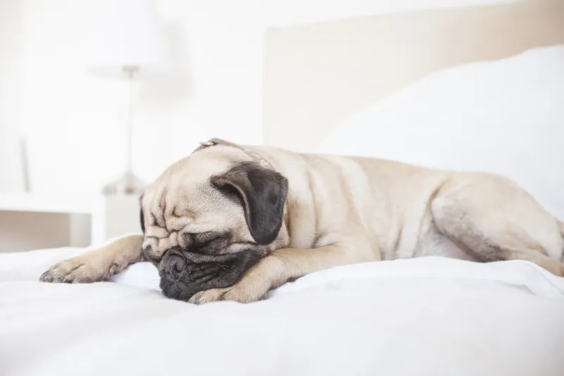 sleeping dog (pug)