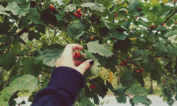 Cropped Image Of Hand Picking Cherry From Tree
