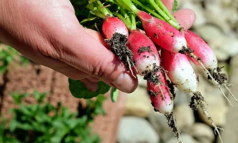vegetables