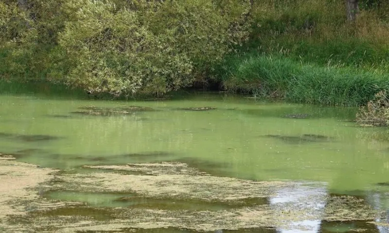 algal bloom in the selwyn river rnz philippa tolley