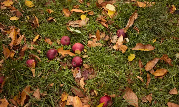 High angle view of apples on grassy field