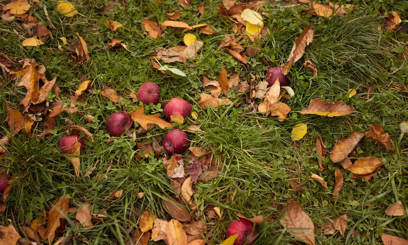 High angle view of apples on grassy field