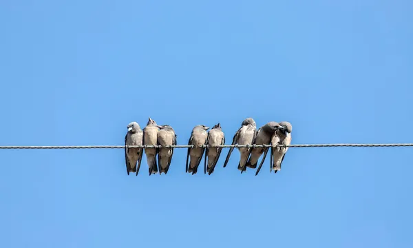 Bird, lot of little birds sitting on a rope and chirping merrily with white background