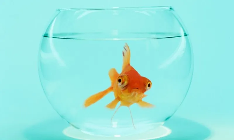 fish