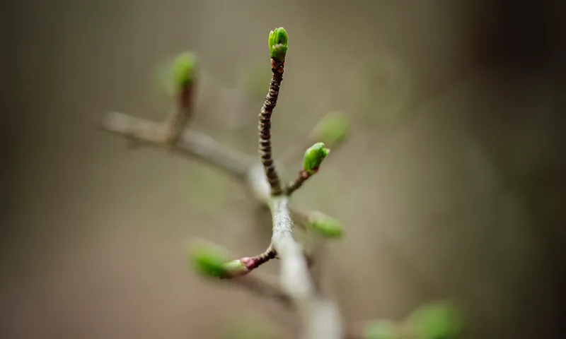 Leaf buds