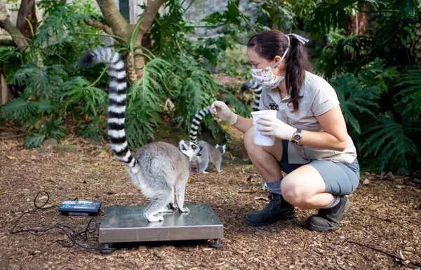 auckland zoo staffer, face mask, lemur