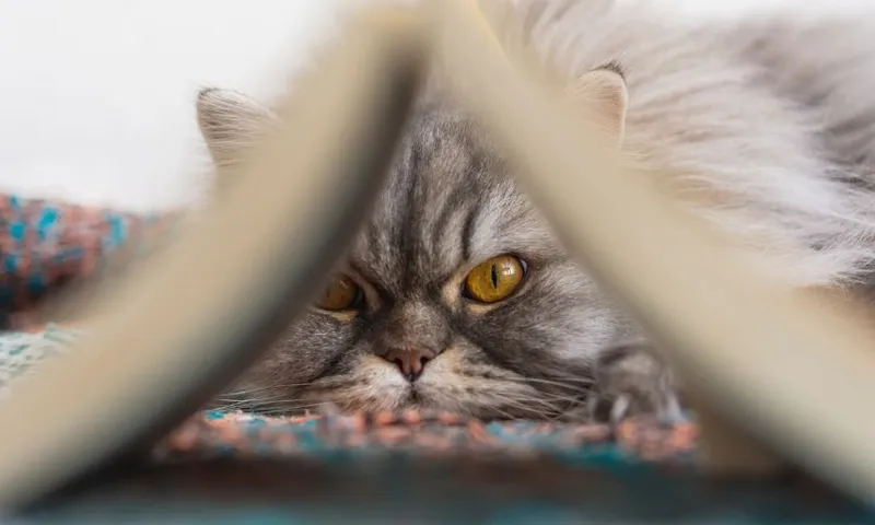 cat book sized