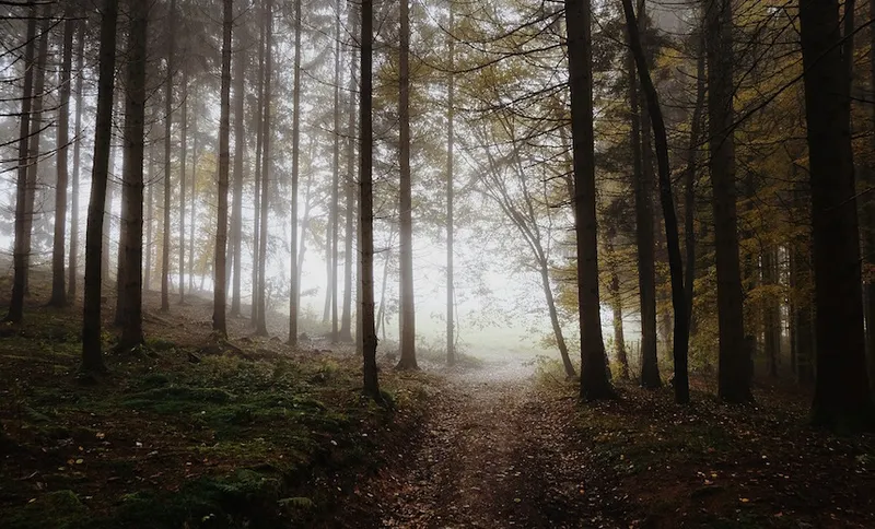 forest-1014293_1280