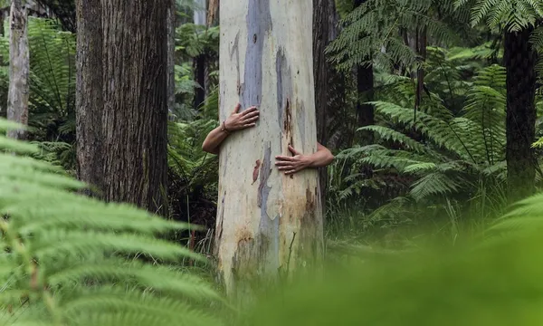 woman hugging a tree