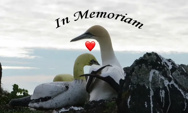 nigel (RIP) and his concrete bird