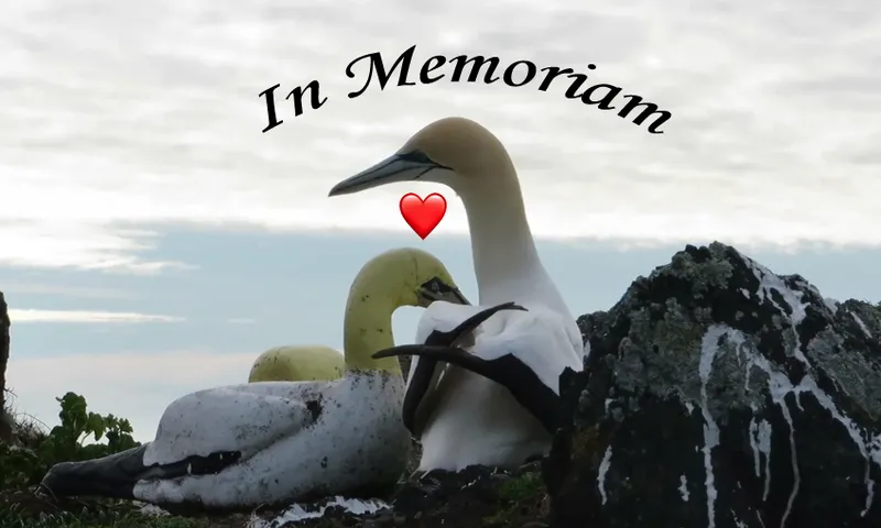 nigel (RIP) and his concrete bird