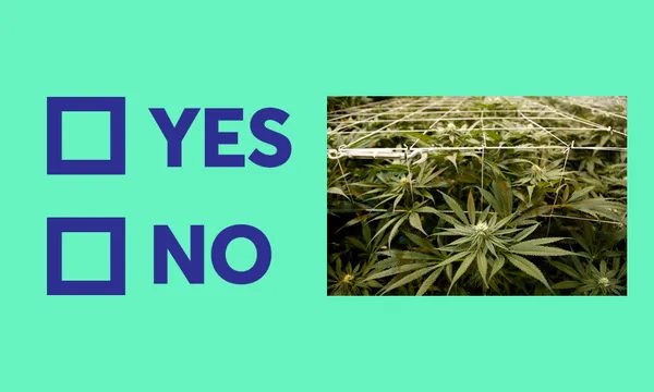 Weed