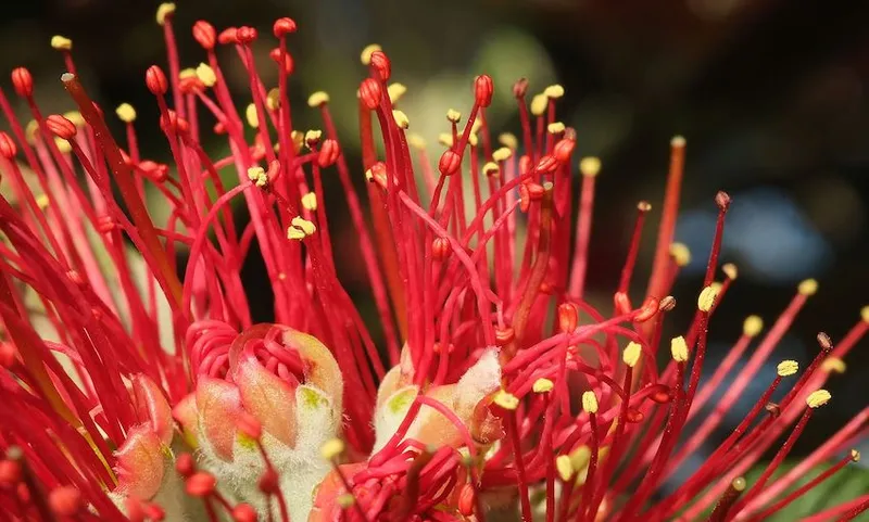 Pohutukawa_flower_stamens_and_styles