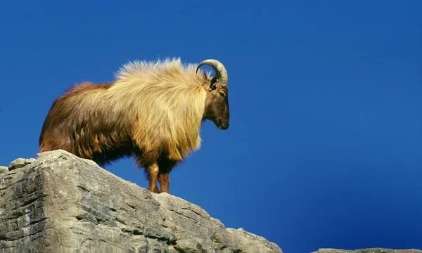 Male Himalayan tahr (Hemitragus jemlahicus)