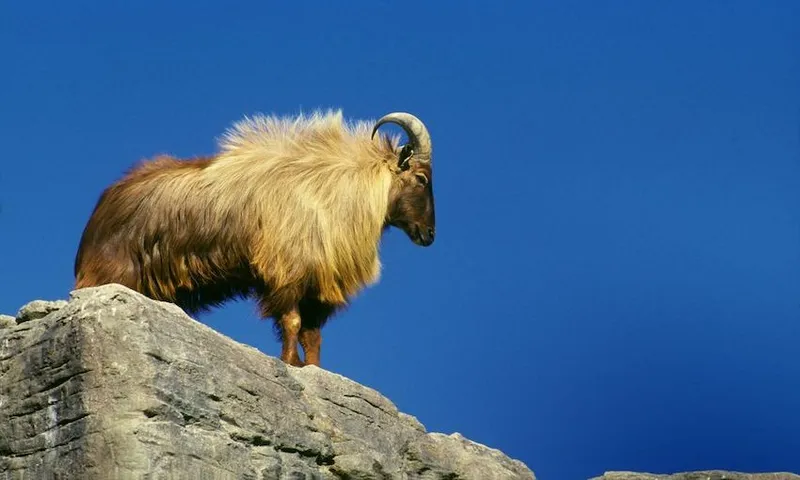 Male Himalayan tahr (Hemitragus jemlahicus)