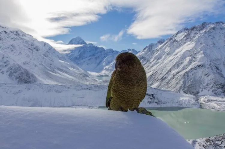 An adult Kea posing in front of Aoraki/Mount Cook