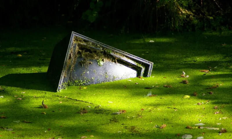 Reality TV sinking beneath the algae