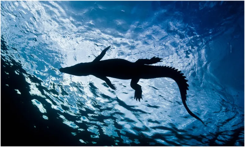 croc