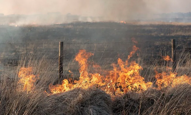 Bursdon Moor, Hartland, North Devon, England, UK, Fire burning close to the boundary fence Of Bursdon Moor in North Devon
