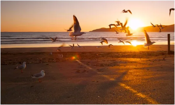 gulls