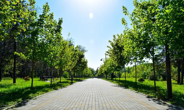 Footpath Amidst Trees In Park Against Sky