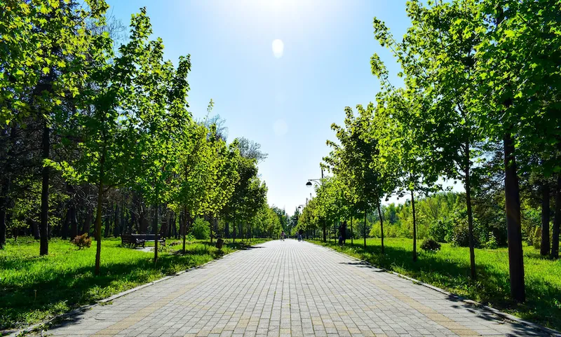 Footpath Amidst Trees In Park Against Sky