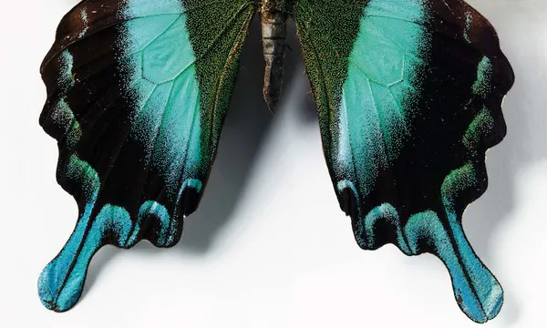 The vivid blue and black wings of a butterfly.