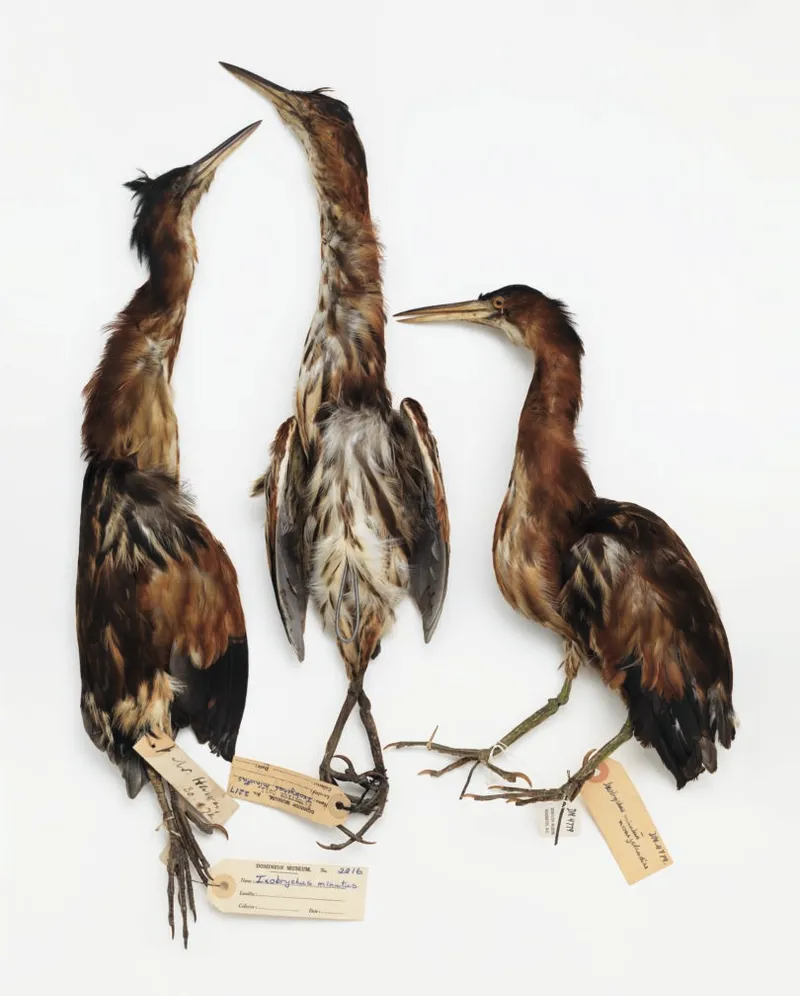 Three mounted specimens of the New Zealand little bitterns, in awkward poses