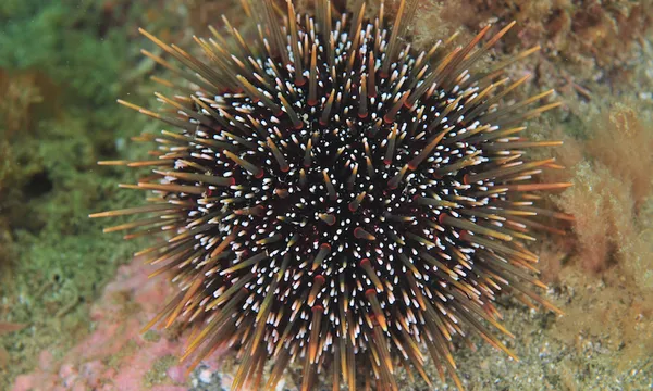 Common sea urchin