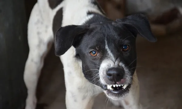 A very angry dog