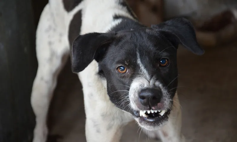 A very angry dog