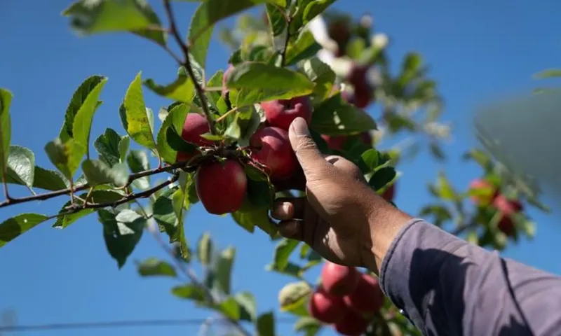 fruit picking hand file photo radio nz