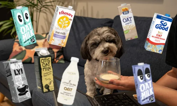 stanley the dog drinking oat milk