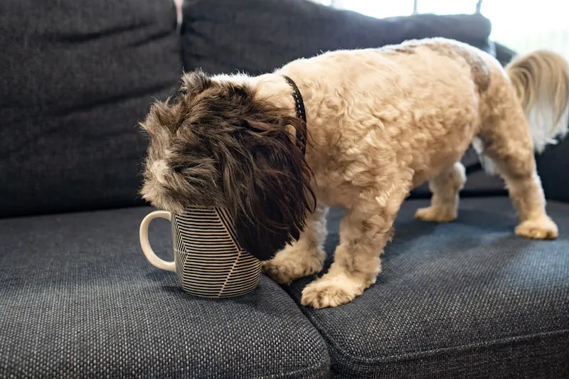 stanley the dog drinking oat milk out of a mug