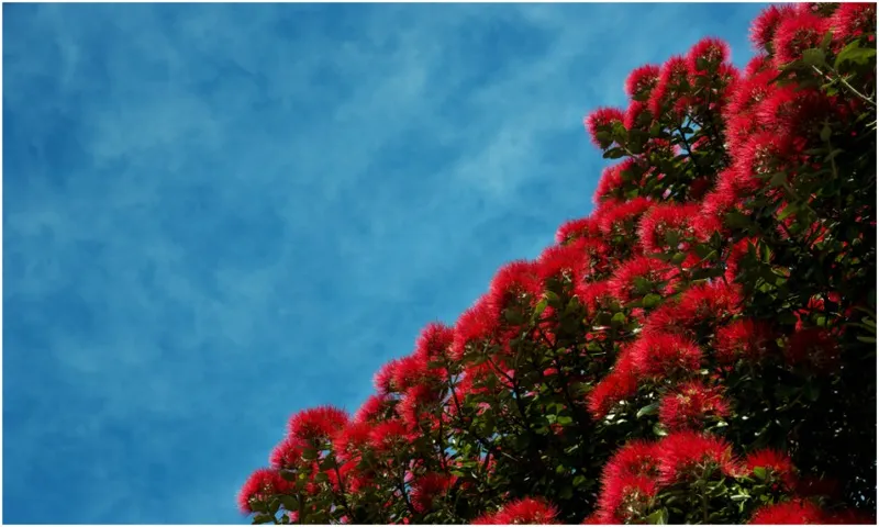 Pōhutukawa blooming against a blue sky