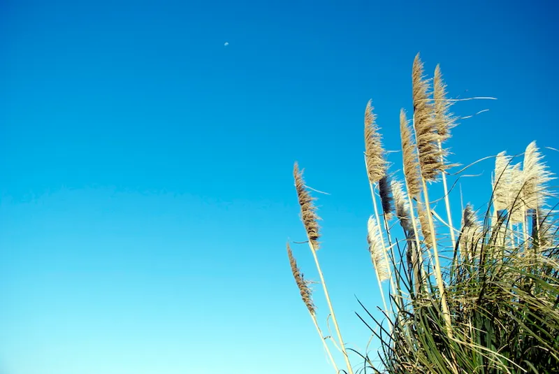 'Toitoi' or 'Toetoe' Grass Heads
