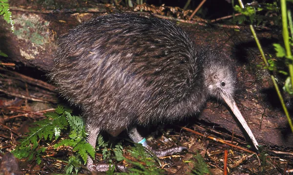 north island brown kiwi