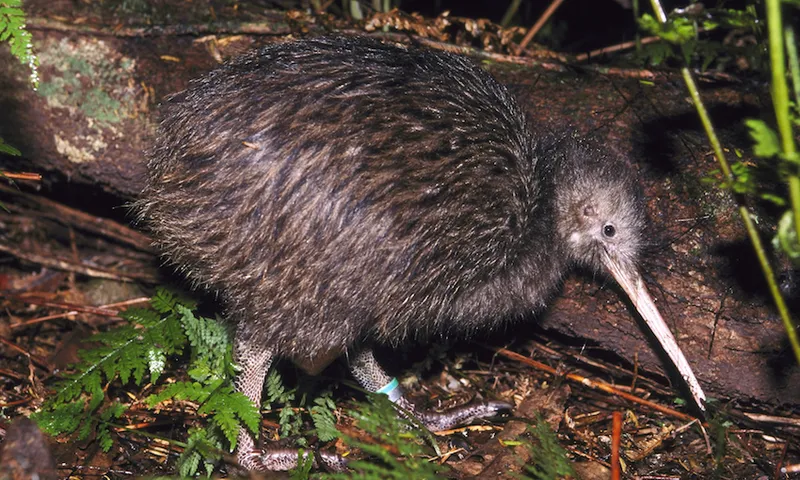 north island brown kiwi