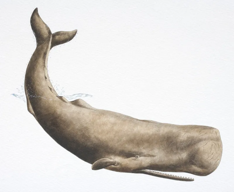Sperm Whale, Physeter catodon, diving underwater.