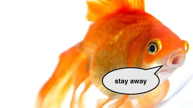 Goldfish .