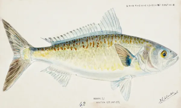 Antique fish Arripis trutta (NZ) : Kahawai drawn by Fe. Clarke (1849-1899)