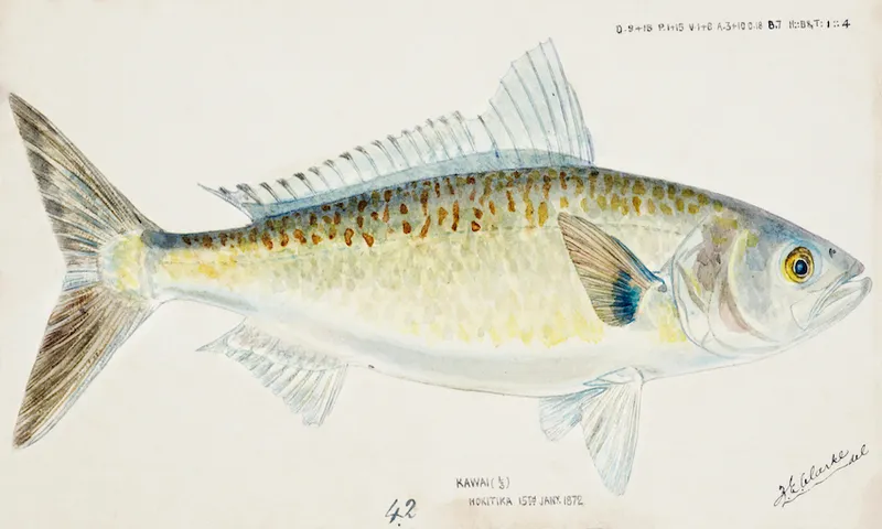 Antique fish Arripis trutta (NZ) : Kahawai drawn by Fe. Clarke (1849-1899)
