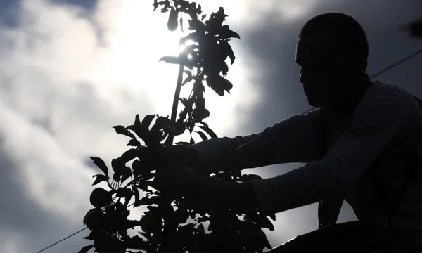 seasonal-work-fruit-picking-apple-getty