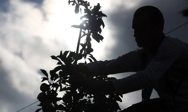 seasonal-work-fruit-picking-apple-getty