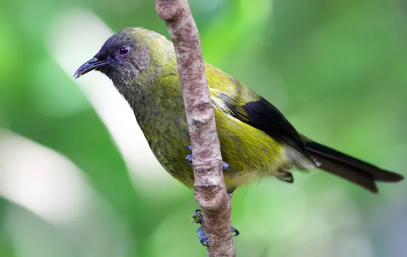 Bellbird on Tiritiri Matangi Island in the Hauraki Gulf