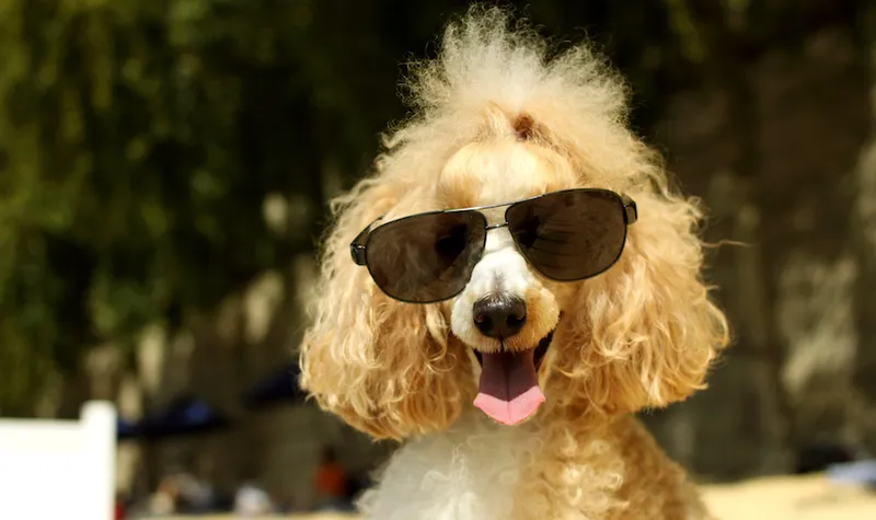 Smiling poodle wearing sunglasses on beach