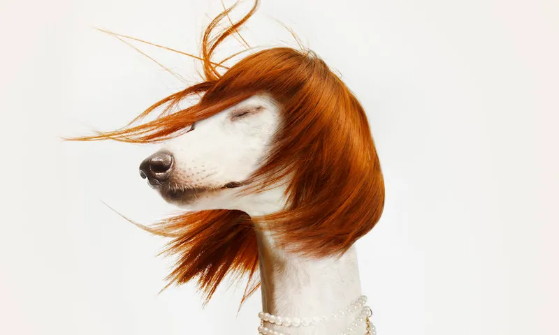 Fashion Dog