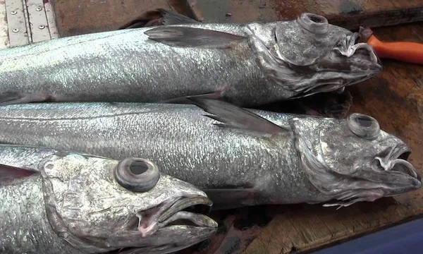 Hoki fish