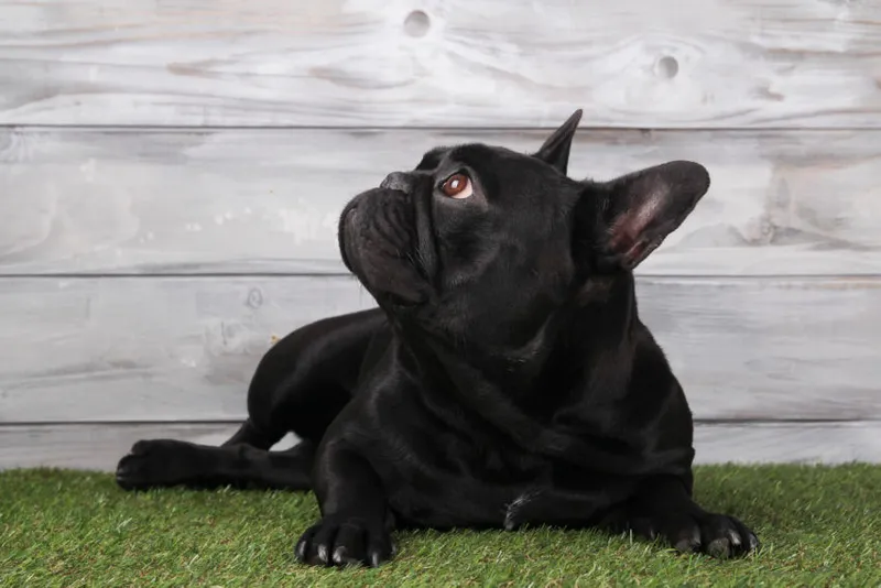 Black French bulldog lying on grass