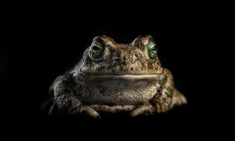 sapo